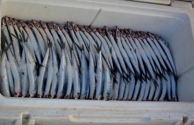 Fresh Caught Bait